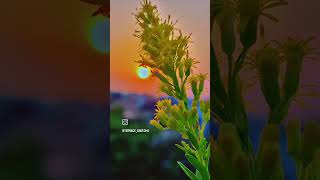 Goldenrod plant  how to grow goldenrod  tips for maintenance  yellow colour flower sunsetview [upl. by Nuahsad30]