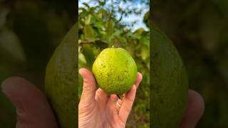 Guava Harvest fruit [upl. by Bamberger]