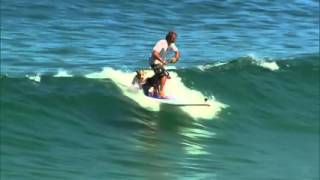 Incredible SUP Dog Surfing [upl. by Iinden]