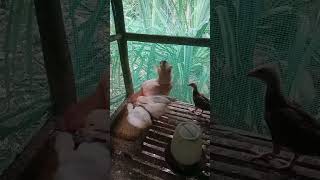 Update sa 2months old bantam nativechickenfarming freerangechickenfarming bantam [upl. by Aicatan]