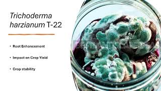 Trichoderma IPM presentation for youtube [upl. by Wilkinson239]