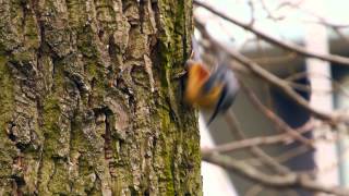 Eurasian Nuthatch Sitta europaea  Kleiber oder Spechtmeise 12 [upl. by Anomar]