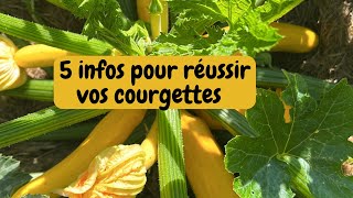 5 infos pour réussir vos courgettes et courges [upl. by Sela252]