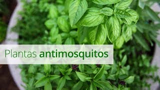 Plantas antimosquitos cuidados y características [upl. by Aleacin]