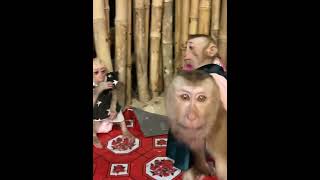 monkey charminglymonkey babyanimal awesomemonkey babymonkey cute adorable [upl. by Rehprotsirhc]