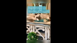 Ragdoll Cuddle Brothers  catlover youtubeshorts felineantics cats ragdollcats floppycats [upl. by Tiny588]