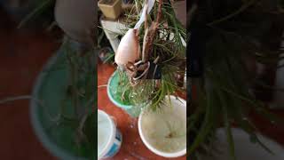 Air plantsTillandsia genus Watering flora of my garden  Dharwad  Karnataka [upl. by Ahsieyt301]