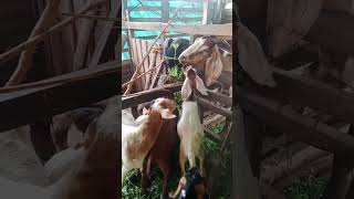 NOVEMBER 11 2024 GOAT FEEDING [upl. by Charmine]