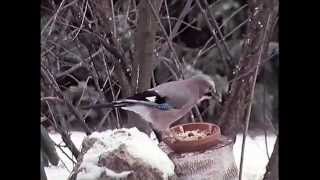 Winterfütterung für Vögel ARD 1991 [upl. by Augustina]