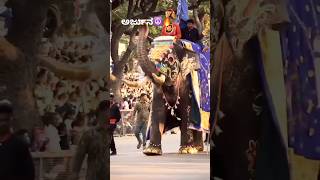 Mysuru Dasaradha Arjuna🔥Kalkiytshorts elephant mysore animals dasara mysurenewskarnataka [upl. by Clayton]