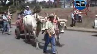 Desfile de carretas con bueyes en Pérez Zeledón [upl. by Novyert735]