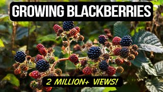 Growing Blackberries in Containers The Complete Guide [upl. by Budwig442]