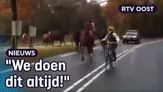 Oversteken met 13 losse paarden quotWe doen dit al twintig jaar quot  RTV Oost [upl. by Maxwell]