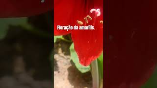 Linda flor da amarílis🌺flotesamarilis minhasplantas jardim lardagis [upl. by Hallett]