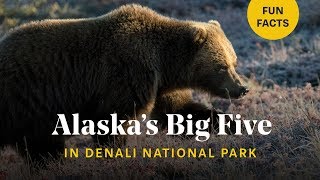 Close encounters with bears wolves amp moose in ALASKA 🐻 Denali National Park Wildlife Photography [upl. by Anauj749]