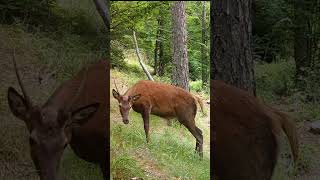 Bichette et daguet  jumeaux   Yearling red doe and red deer twins faune reddeer bucks [upl. by Neiviv26]