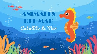 Caballito de Mar  Animales del Mar [upl. by Iblehs566]