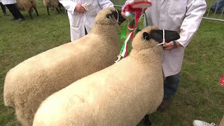 Pencampwriaeth Defaid Llanwennog  Llanwennog Sheep Championship [upl. by Eimorej]