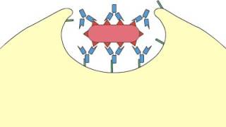 Phagocytosis Opsonization [upl. by Riggall]