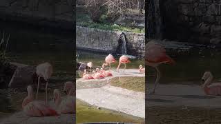 learn about flamingo conmigo The Flamingo 🦩🩷 comment to knowmore knowmorefacts facts 🤩 [upl. by Sivatnod]