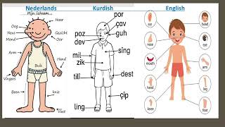 Nederlands oefenen  DUTCH  lichaamsdelen in het nederlands english kurdish [upl. by Ivan743]