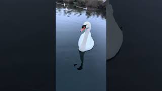 Serenity on the Water Among Swans 🌿🦢 kayaklife kayakingadventures twins nature adventure [upl. by Akinajnat]