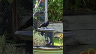 Australian Torresian Crow [upl. by Airtemed]