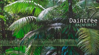 Daintree Rainforest Sounds  A natural soundscape from the Daintree Rainforest in Australia [upl. by Amitie241]