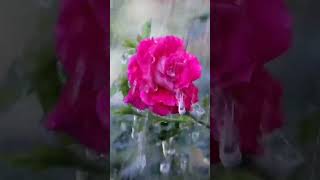 Rose Flower 🌹  Rose  Gulapful  Gulap  Gulapful Bichei Demi  nscreation song bonify rose [upl. by Tally]