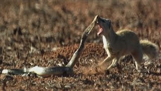 Cobra vs Mongoose Epic Showdown [upl. by Notselrahc]