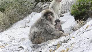 Barbary macaque with baby Gibraltar UK July [upl. by Acinorev]