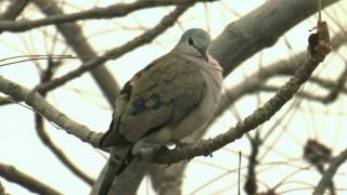 BLACKBILLED WOOD DOVEGambia [upl. by Harlie]