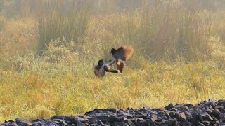 Bulbul Battle [upl. by Roselane]