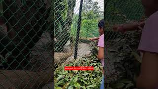 Ostriche ostrich zoo trendingshorts funny music animals birds [upl. by Llemart]