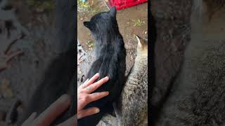 Taming the Alpha homeless kitty shorts cat nature love [upl. by Siryt]