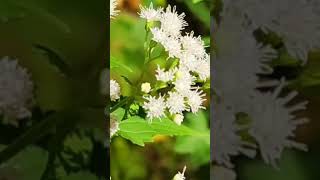 White snakeroot flowernature plant flower snakeroot [upl. by Forkey]