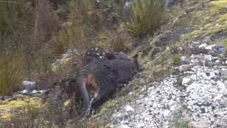 Quoll takes down Wallaby in South West Tasmania [upl. by Marcia]