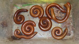 Why Are So Many Millipede How To Catch Giant Millipedes [upl. by Behm607]