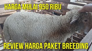 REVIEW HARGA DOMBA MERINO DAN PAKET BREEDING MURAH MULAI 950 RIBU DI SAYAPE JAGAD FARM KEDIRI [upl. by Hendrickson]