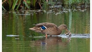 Stockente frisst Fisch [upl. by Haerr]