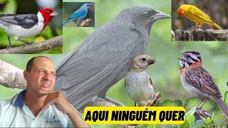 4 Pássaros que ninguém quer criar mais aqui na minha região PARTE 2 [upl. by Assirialc]