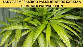 Lady Palm Care and Propagation [upl. by Figone348]