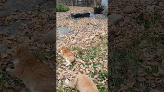 Tarp Garden 2024 cleaned amp finished until next year except for cats amp fallen leaves spring2025 [upl. by Lura]