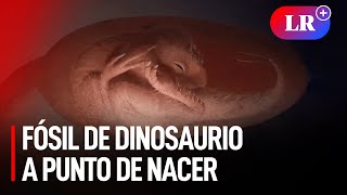 El increíble HALLAZGO en China de un EMBRIÓN de DINOSAURIO INTACTO que se PREPARABA PARA NACER [upl. by Llenwahs]