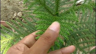 How to grow and care ARAUCARIA CHRISTMAS TREE in Hindi and Urdu [upl. by Arlon]