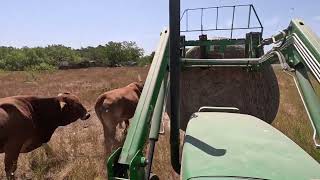 Tractor with pallet forks for Round Bales Feeding Cattle [upl. by Brit]