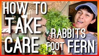 HOW TO CARE FOR RABBITS FOOT FERN Davallia Griffithiana  HOUSEPLANT CARE ON RABBITS FOOT FERN [upl. by Rednirah]