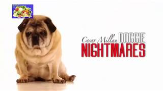 Cesar Millan dog whisperer DOGGIE NIGHTMARES [upl. by Harrod689]