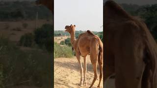 The Camel in Desert🐪 camel camellife camels camelracing animals camelsofdesert camelherding [upl. by Gaither]