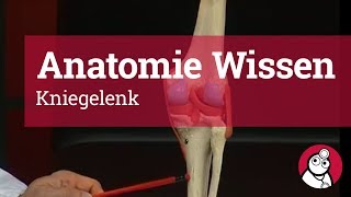 AnatomieWissen Kniegelenk [upl. by Colburn394]